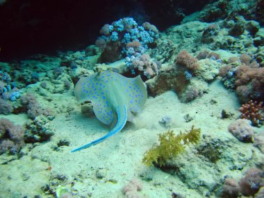 Whiprays tropikal balık mercan resifleri sualtı dünya flora ve fauna kırmızı deniz üzerinde paten roundrays sting ışınları
