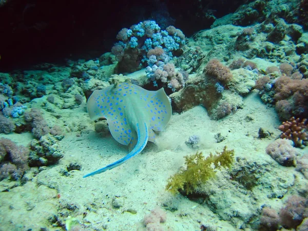 Whiprays tropikal balık mercan resifleri sualtı dünya flora ve fauna kırmızı deniz üzerinde paten roundrays sting ışınları