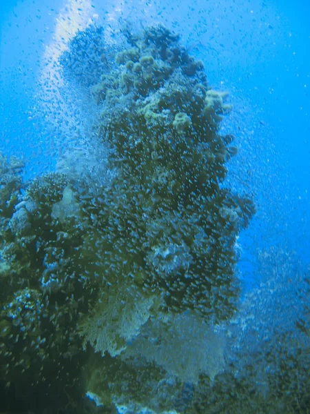 Kleine tropische vissen shoal op koraalriffen onderwaterwereld — Stockfoto
