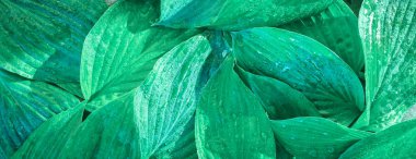 Taze bahçe sonbahar bahar yaprak doku yeşil doğal makro düzen closeup tonda çan organik bahçe arka plan kavramı kırpma ekoloji yaz bırakır