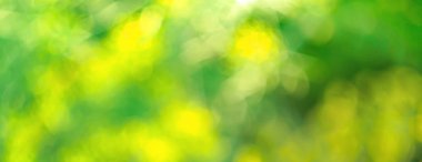 Arka plan bulanıklık sabah bahçe ile bokeh yeşil yeşillik ağacının seçici odak parlak ilkbahar yaz