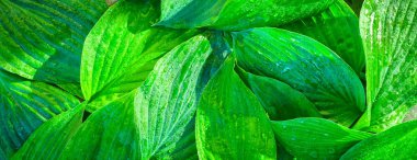 Taze bahçe sonbahar bahar yaprak doku yeşil doğal makro düzen closeup tonda çan organik bahçe arka plan kavramı kırpma ekoloji yaz bırakır