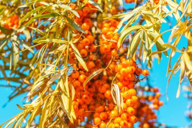 Mavi gökyüzü arka plan ağaç dalı yapraklarda ile taze turuncu Deniz topalak yiyecek üzüm