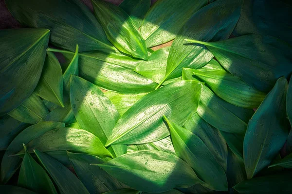 Frisch Garten Blätter Liliental Organische Gartenarbeit Hintergrundkonzept Pflanzen Ökologie Sommer — Stockfoto