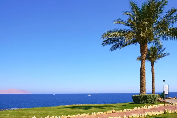 Malowniczy Widok Piaszczystej Plaży Palmami Zielona Trawa Turystyka Egipt Morze Zdjęcie Stockowe