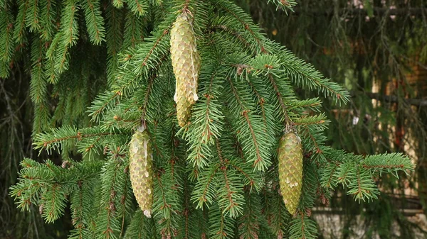 Sakızlı ağaç konileri çam iğneleri arasında çarpışıyor