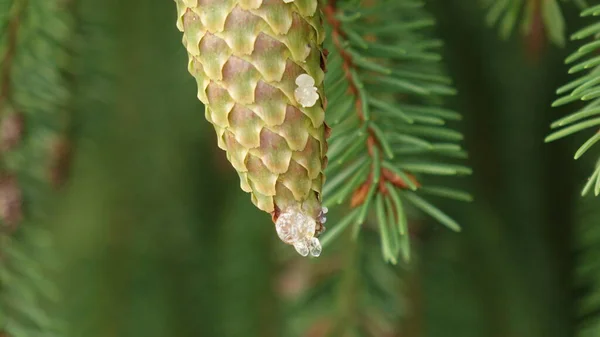 Cones de árvore com resina esbarrando entre agulhas de pinheiro — Fotografia de Stock