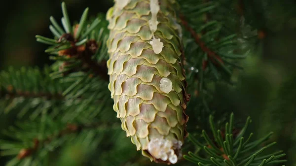 Cones de árvore com resina esbarrando entre agulhas de pinheiro — Fotografia de Stock