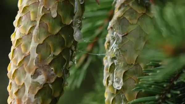 Cones de árvore com resina esbarrando entre agulhas de pinheiro — Fotografia de Stock