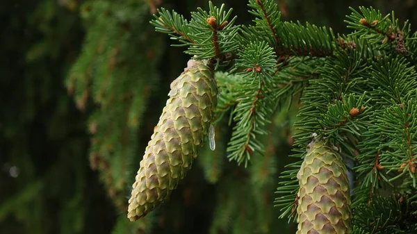 Cones de árvore com resina esbarrando entre agulhas de pinheiro — Fotografia de Stock