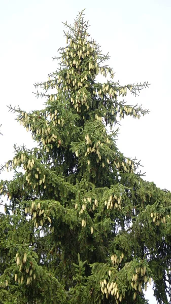 Sakızlı ağaç konileri çam iğneleri arasında çarpışıyor