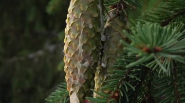 Kozalaklı kozalaklar kozalaklı ormanda yetişen çam ağacının dalına asılmış.