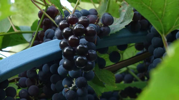 Asma yapraklı mor kırmızı üzümler. taze meyve