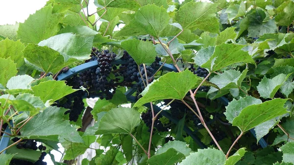 Asma yapraklı mor kırmızı üzümler. taze meyve