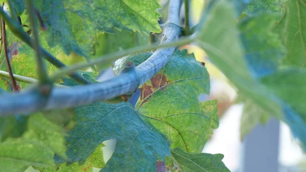Asma yapraklı mor kırmızı üzümler. taze meyve