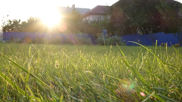Çimlerde Gündoğumu, Doğada Taze Sabah Güneşi