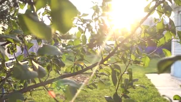 Een zonnestraal door het gebladerte van bomen, een prachtige lichtflits, camerabeweging, takken van een appelboom in een zomertuin — Stockvideo