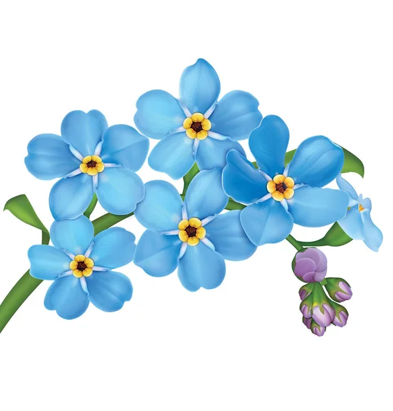 Ramo Azul Olvidan Flores Con Hojas Aisladas Sobre Fondo Blanco Ilustración De Stock