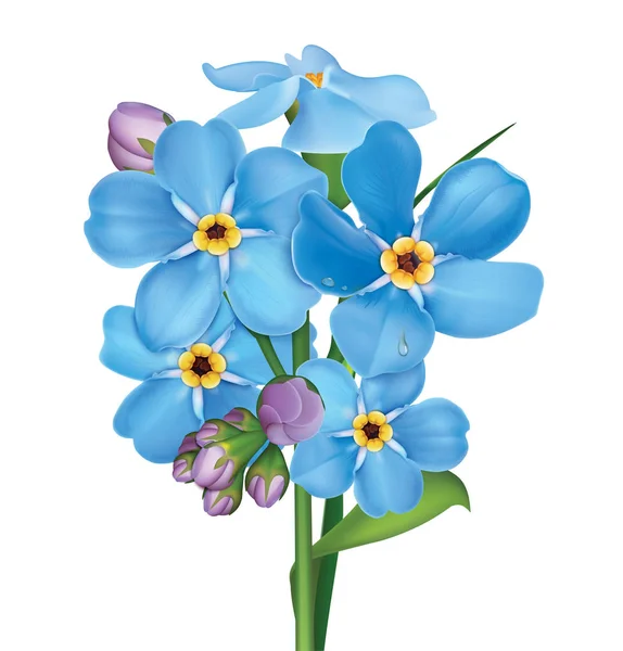 Ramo Azul Olvidan Flores Con Hojas Gotas Agua Aisladas Sobre Ilustraciones De Stock Sin Royalties Gratis