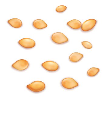 Beyaz zemin üzerine susam. Vektör çizim