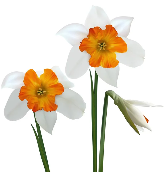 Narcisos blancos (Narcissus poeticus). Ilustración vectorial 3D — Vector de stock