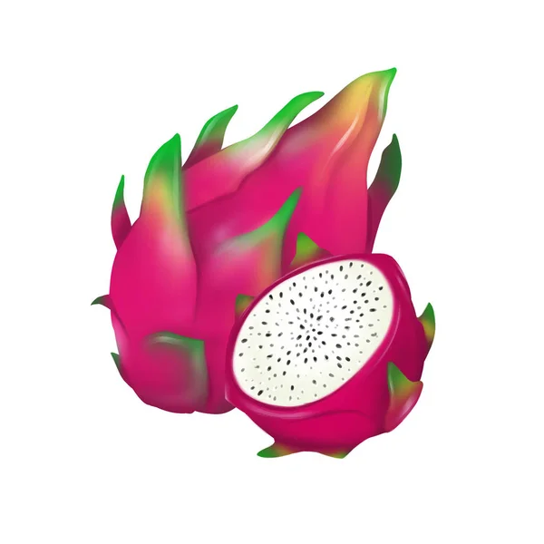Sulu pitahaya dijital illüstrasyon