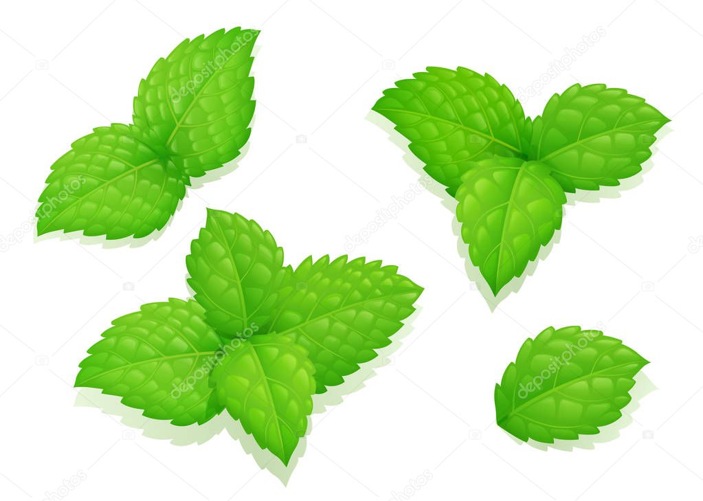 Mint leaves. Set natural aroma product.