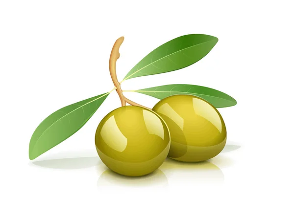 Zwei grüne Oliven mit Blatt — Stockvektor