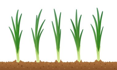 Soğan. Olgun yeşil sebze. Vektör çizim.