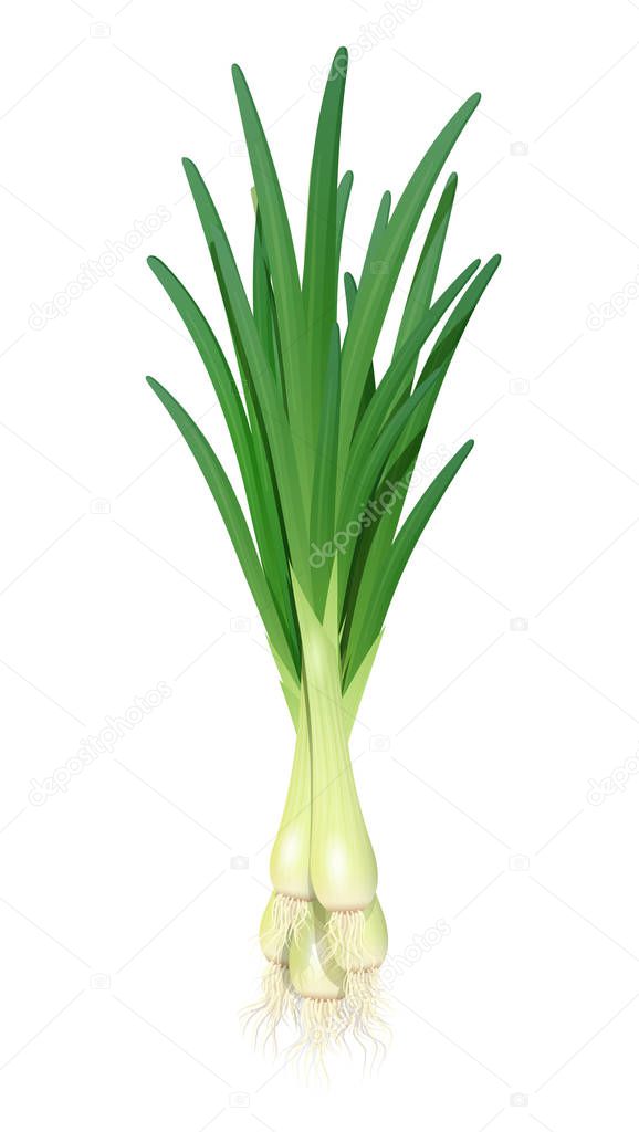Onion. Ripe green vegetable. Vector illustration.