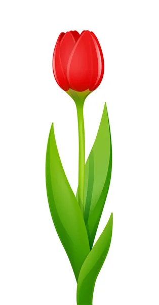 Tulipán. Dekoratív kerti virág. Vektoros illusztráció. — Stock Vector