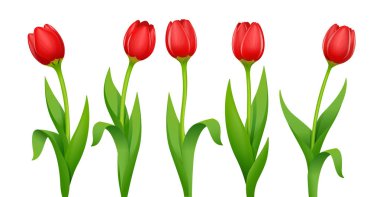 Tulip. Decorative garden spring flower. Vector illustration. clipart