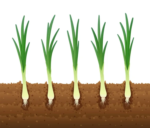 Cebola. Vegetais verdes maduros. Ilustração vetorial . — Vetor de Stock