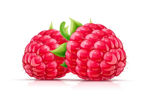 Framboise. Baies biologiques fraîches . — Image vectorielle