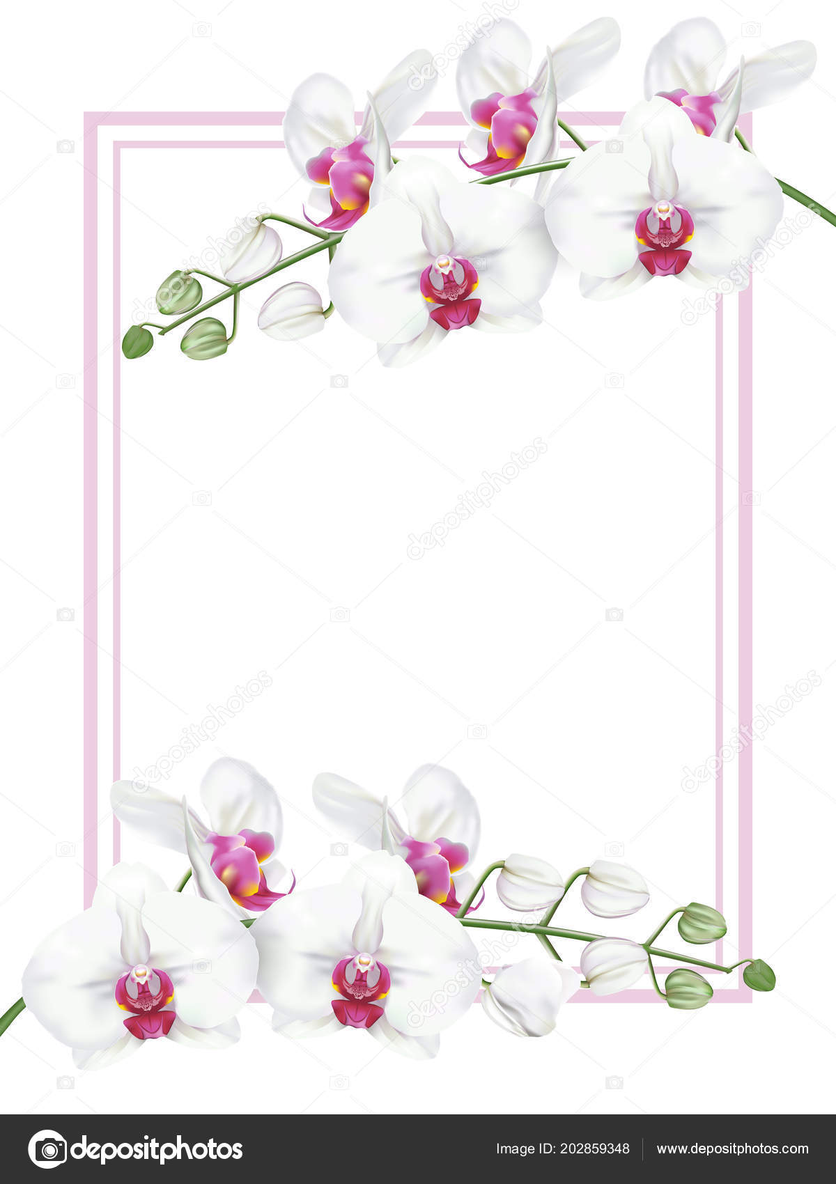 Ramos Flor Orquídea Tropical Conhecida Como Orquídea Traça Flor Orquídea  Vetor de ©piangtawan 202859348, image size:1200x1700