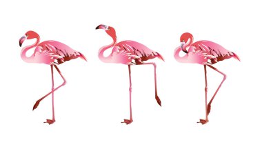 Ayakta beyaz arka plan üzerinde flamingo kuşu dizi poz. Vektör çizim.