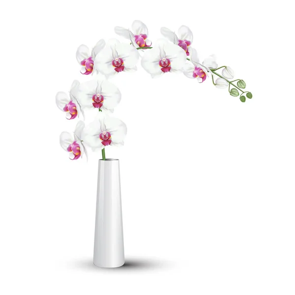Oddział Tropikalny Kwiat Orchidei Znany Jako Ćma Orchidea Lub Biały — Wektor stockowy