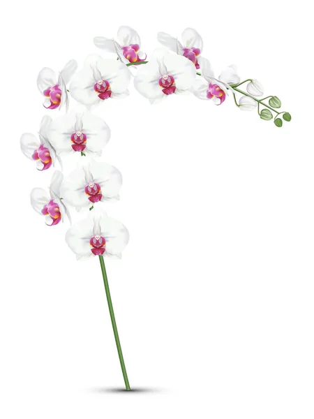 Gren Tropisk Orkidé Blomma Kallas Mal Orkidé Eller Vit Phalaenopsis — Stock vektor