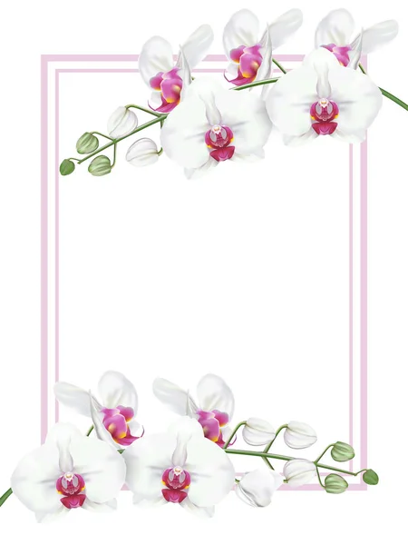 Ramas Flor Orquídea Tropical Conocida Como Orquídea Polilla Flor Orquídea — Vector de stock