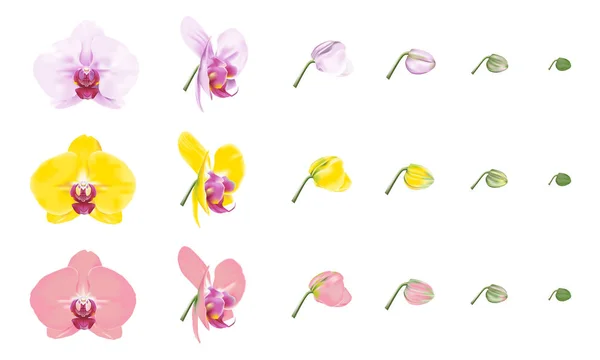 Phalaenopsis Orchidee Vlinder Orchidee Kleur Rassen Mooie Tropische Bloem Bloesems — Stockvector