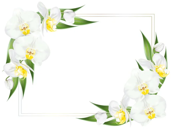 Marco Cuadrado Decorado Con Ramas Flor Orquídea Tropical Conocida Como — Vector de stock