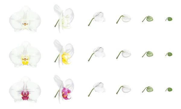 Orquídea Phalaenopsis Blanca Variedades Del Color Blanco Orquídea Polilla Hermosas — Vector de stock