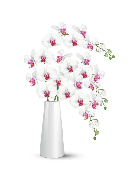 Oddziały Tropikalnych Kwiatów Orchidei Znany Jako Moth Orchidei Lub Biały — Wektor stockowy