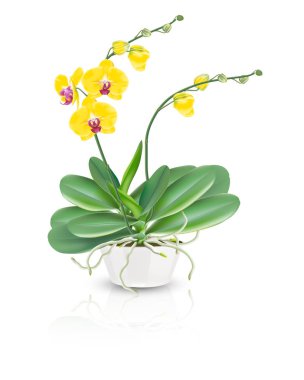 Beyaz zemin üzerinde bir seramik kase vazoda güve orkide veya phalaenopsis orkide bitki olarak bilinen sarı tropik orkideler. Vektörel Illustrator tropik bitkiler.