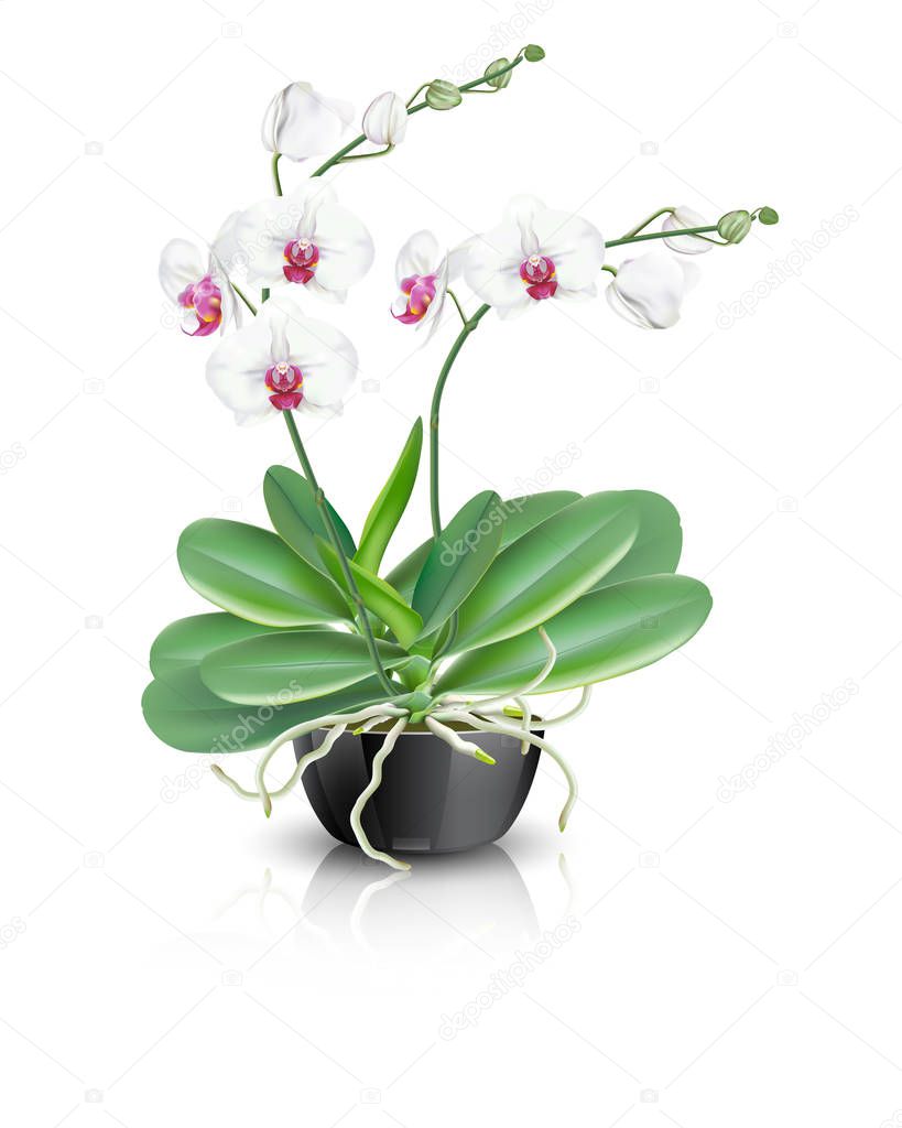 White with middle pink orchid flowers known as moth orchids or phalaenopsis orchids plant in a black ceramic bowl vase on white background. Vector illustrator of tropical flowering plants.