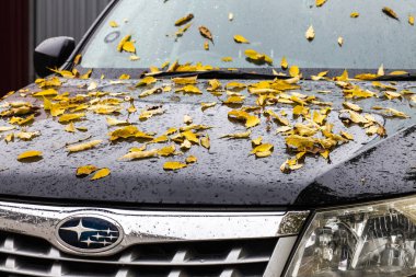 Habarovsk, Rusya - 23 Eylül 2018: Subaru araba onun başlık üzerinde sarı sonbahar yaprakları ile