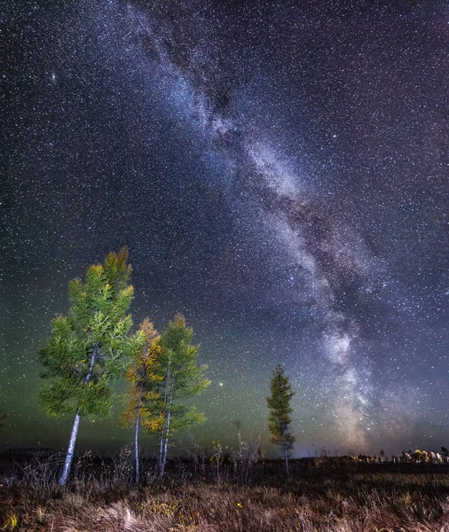 Podzimní Modříny Pod Mléčnou Dráhu Khabarovsky Region Rusko — Stock fotografie