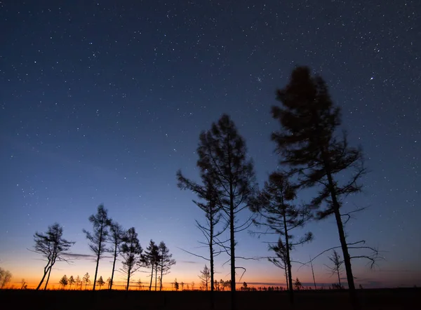 Podzimní Modříny Pod Hvězdnou Oblohou Úsvitu Khabarovsky Region Rusko — Stock fotografie