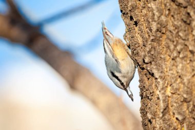 Gagasında ayçiçeği tohumu ile bir ağaçta nuthatch