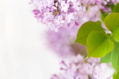 Leylak dal arka planı